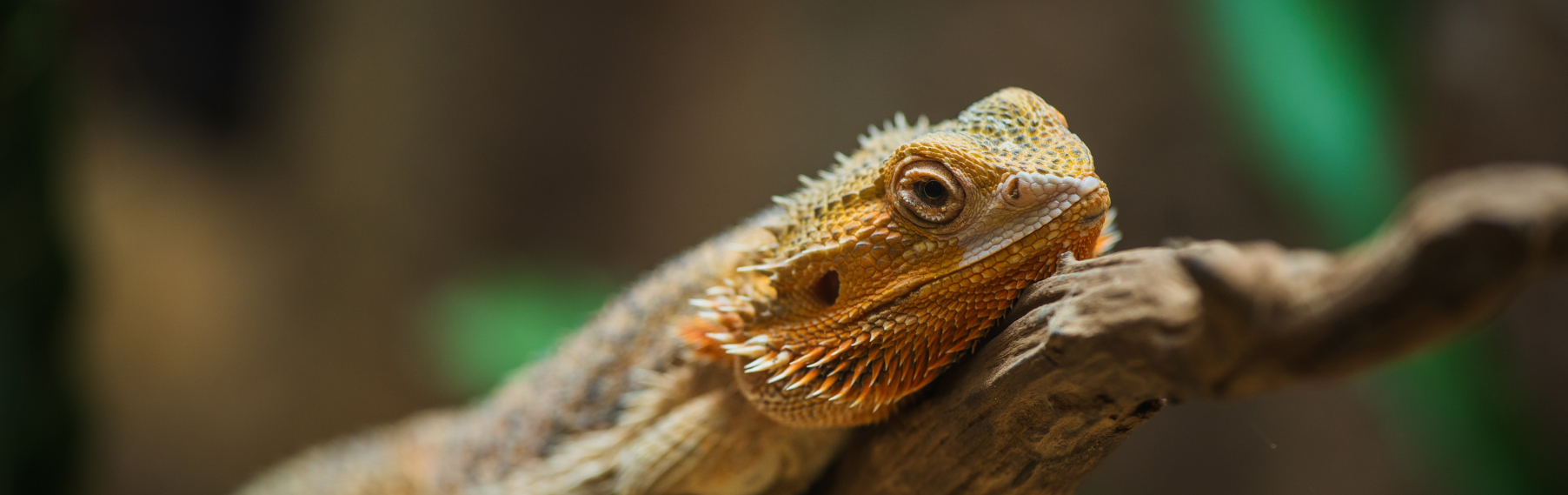 Pet Store Banner