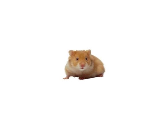 [#1] Female Syrian Small Animals for Sale
