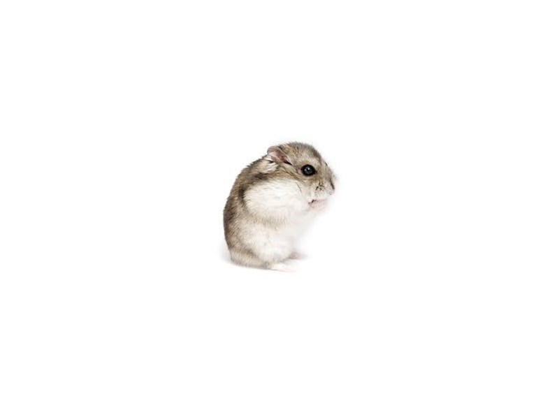 Russian Dwarf - 2 Image #1