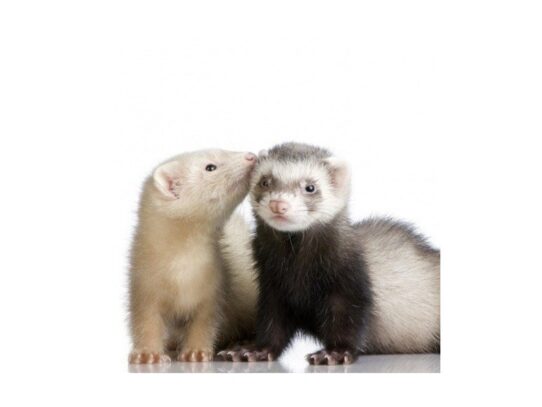 [#3] Marshall Ferret Small Animals for Sale