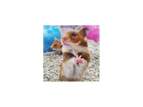 [#1] Female Syrian Small Animals for Sale