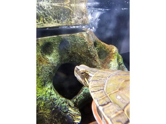 [#32] Western Painted Turtle Reptiles for Sale