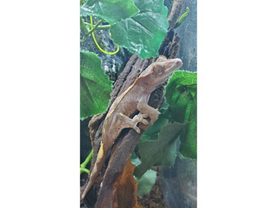 [#18] Crested Gecko Reptiles for Sale