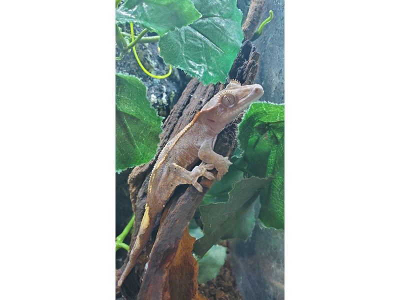 Crested Gecko - 18 Image #1