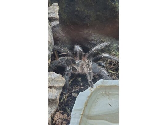 [#24] Striped Knee Tarantula Reptiles for Sale