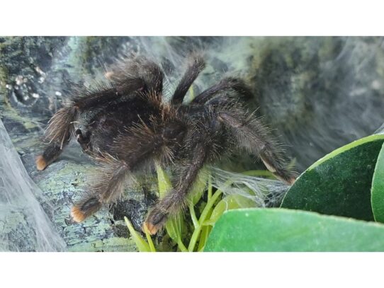 [#25] Pinktoe Tarantula Reptiles for Sale