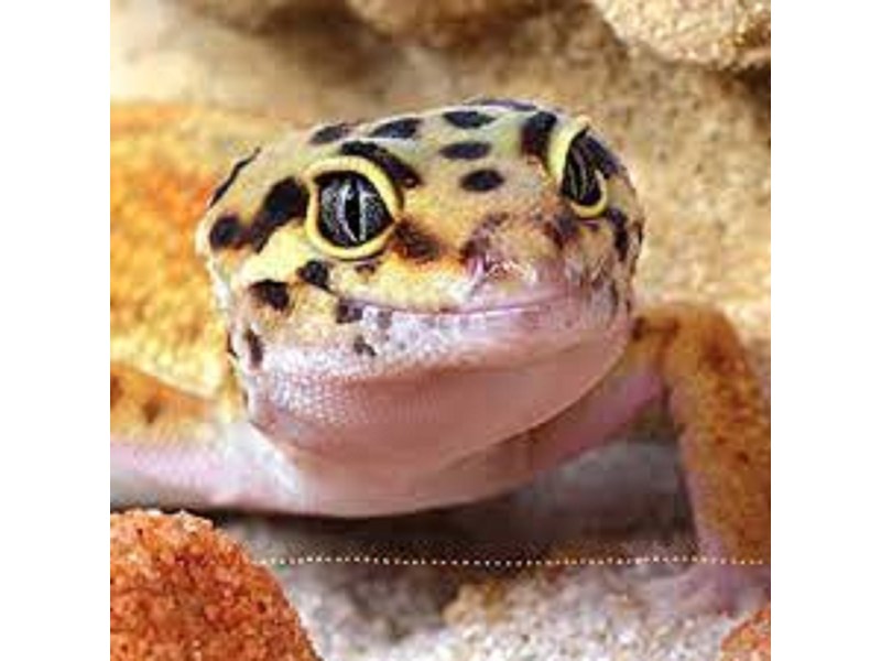 Assorted Leopard Geckos - 21 Image #1