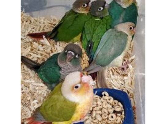 [#12] FANCY GREEN CHEEKS Birds for Sale