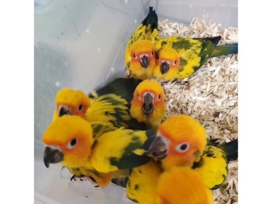 [#26] Sun Conure Birds for Sale