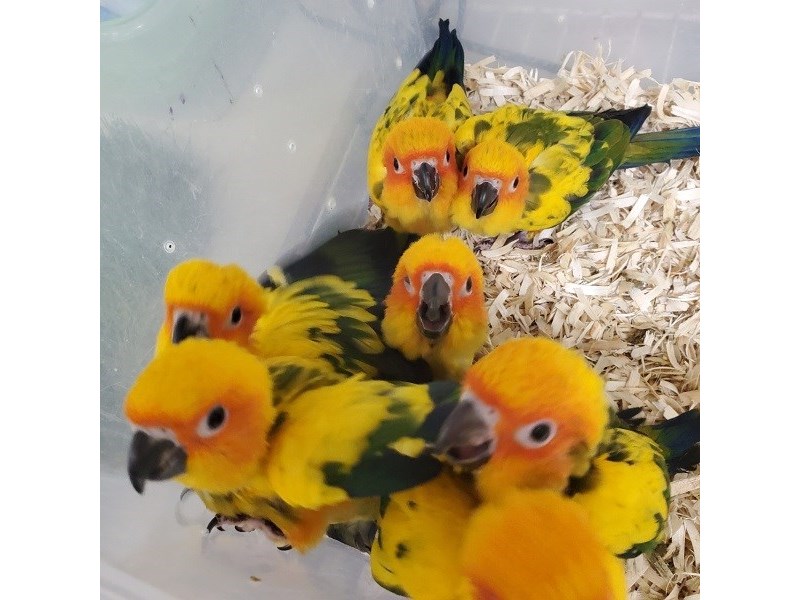 Sun Conure - 26 Image #1