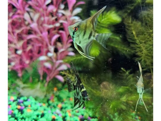 [#35] Angel Fish Dwarf Fish for Sale