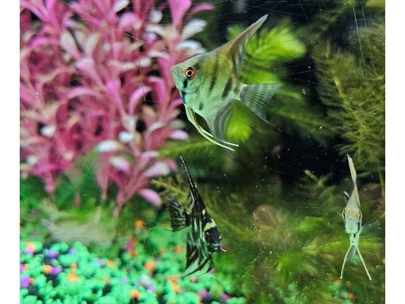 Angel Fish Dwarf - 35 Image #1