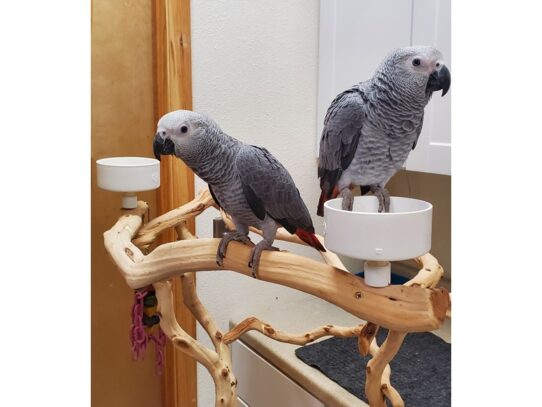 [#38] Congo African Grey Birds for Sale