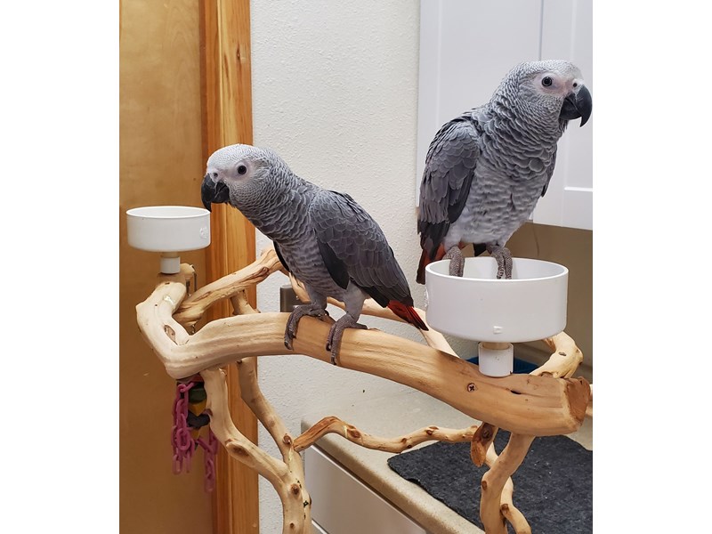 Congo African Grey - 38 Image #1