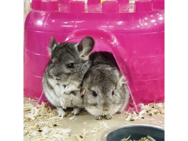 Chinchilla - 8 Image #1