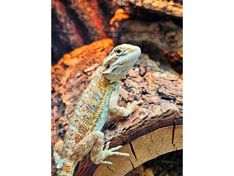 Bearded Dragon - 20 Image #1