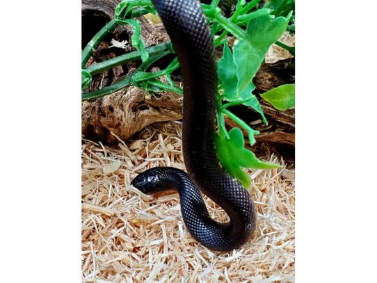 [#39] Mexican King Snake Common Kingsnake Reptiles for Sale