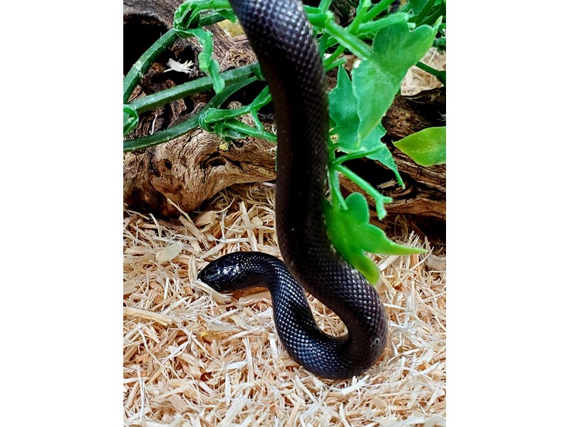 Common Kingsnake - 39 Image #1