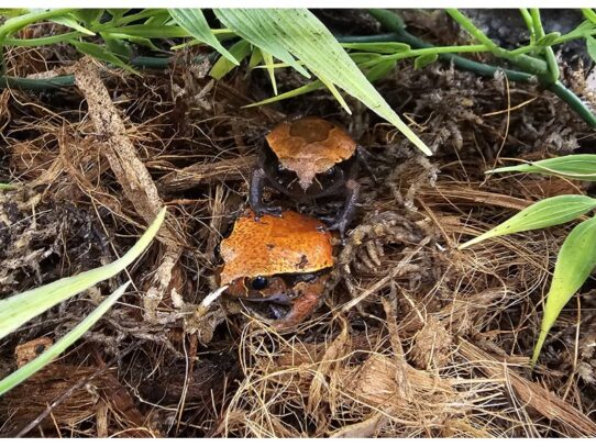 [#41] Tomato Frog Reptiles for Sale