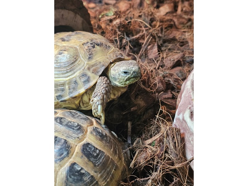 Russian Tortoise - 40 Image #1