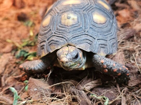 [#43] Red-footed Tortoise Reptiles for Sale
