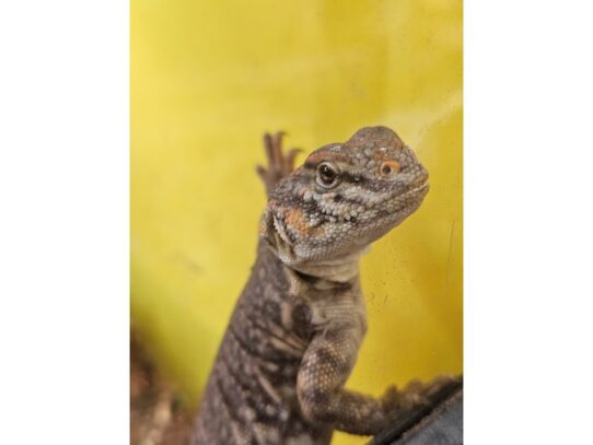 [#37] Uromastyx Reptiles for Sale