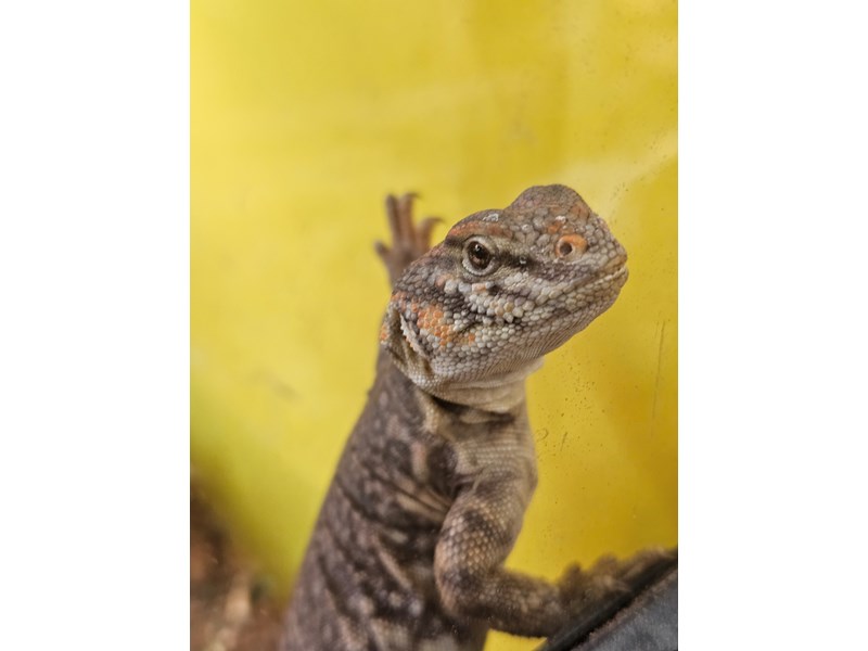 Uromastyx - 37 Image #1