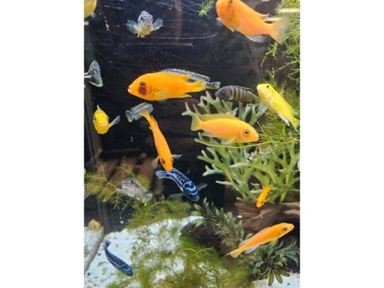 [#44] African Cichlids Fish for Sale