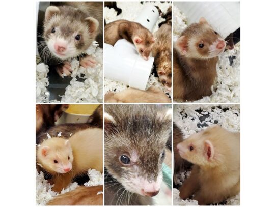Marshall best sale ferrets review