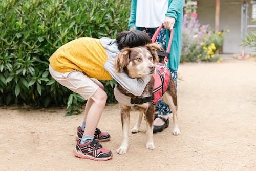 What Are Service Dogs?