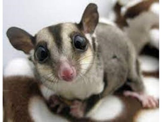 [#4] Male Sugar Glider Small Animals for Sale