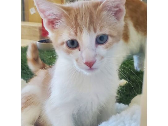 Adopt A Pet Petland Albuquerque NM