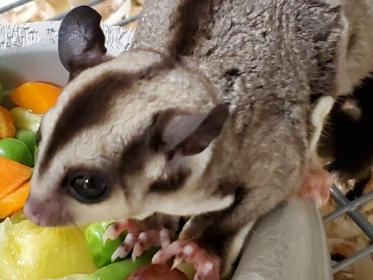 [#7] Female Sugar Glider Small Animals for Sale