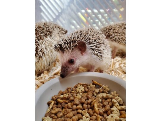 [#5] Male Southern White-breasted Hedgehog Small Animals for Sale