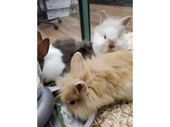 [#10] Assorted Dwarf Small Animals for Sale