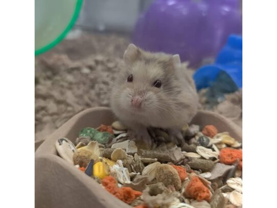 [#2] Female Russian Dwarf Small Animals for Sale