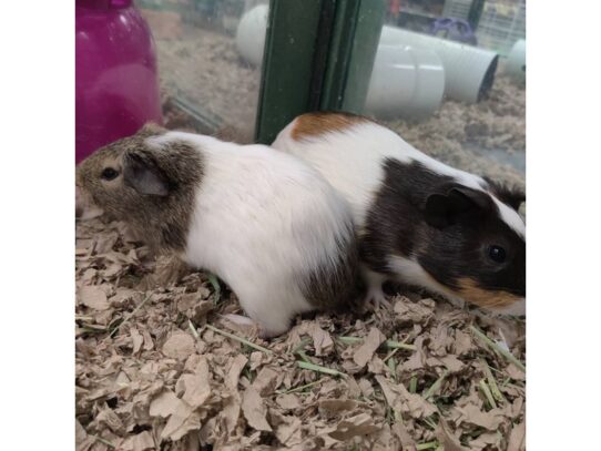 [#9] American Guinea Pig Small Animals for Sale