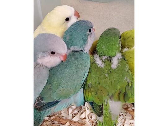 [#13] Quaker Parrot Birds for Sale