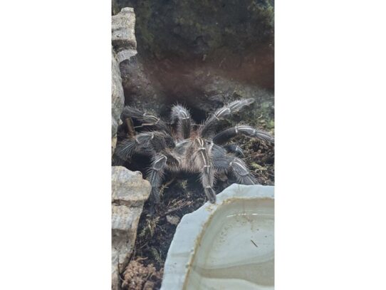 [#24] Striped Knee Tarantula Reptiles for Sale