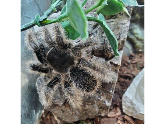 [#23] Culry Hair Tarantula Reptiles for Sale