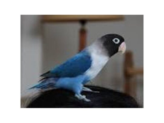 [#15] Black Masked Lovebird Birds for Sale