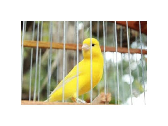 [#16] Canary Birds for Sale