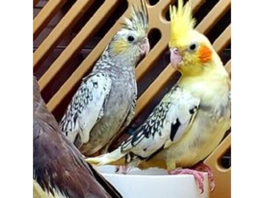 [#14] Cockatiel Birds for Sale