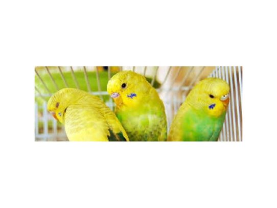 [#17] parakeet Birds for Sale