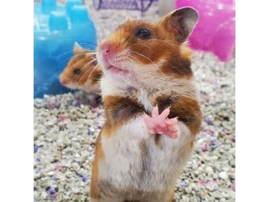 [#1] Female Syrian Small Animals for Sale