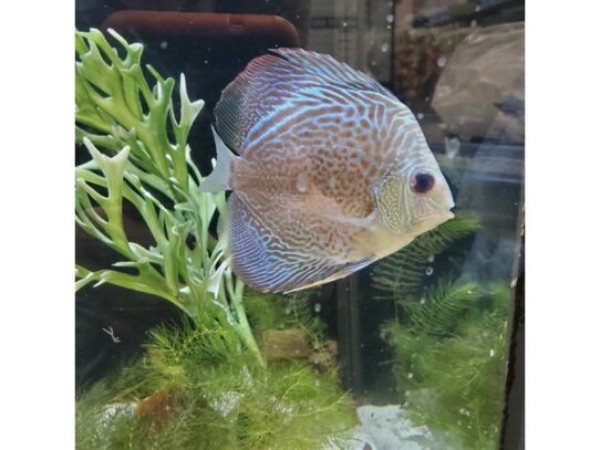 [#27] Discus Fish for Sale