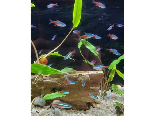 [#28] Neon Tetras Fish for Sale