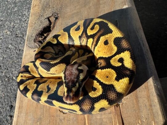[#29] Ball Python Reptiles for Sale