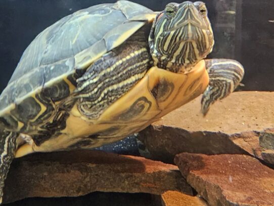 [#30] Red-eared Slider Reptiles for Sale