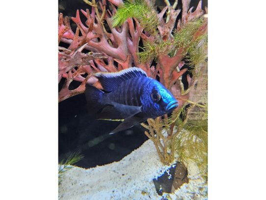[#33] African Cichlids Fish for Sale
